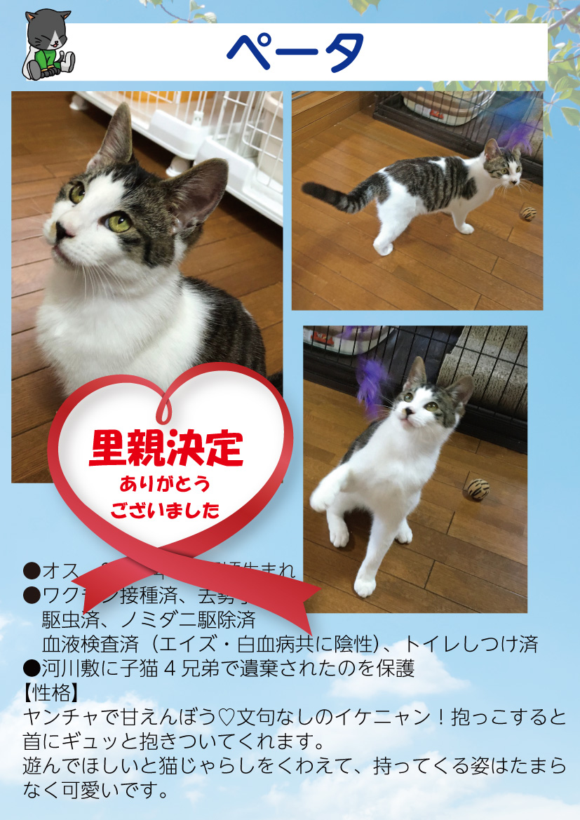 君津、保護猫