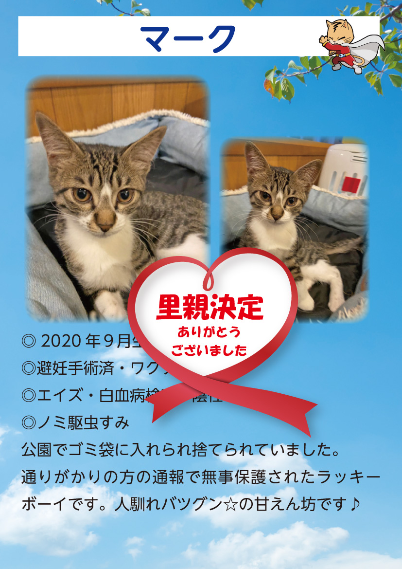 君津、保護猫