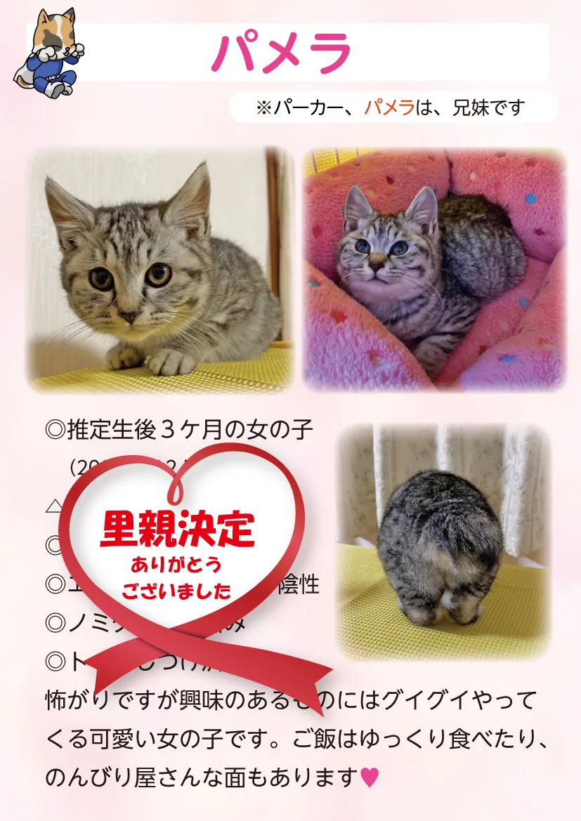 君津、保護猫