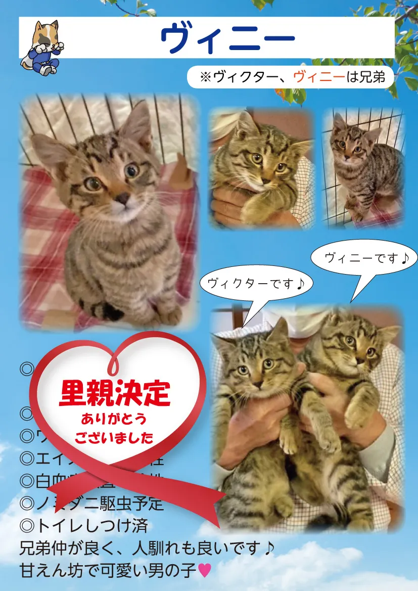 君津、保護猫