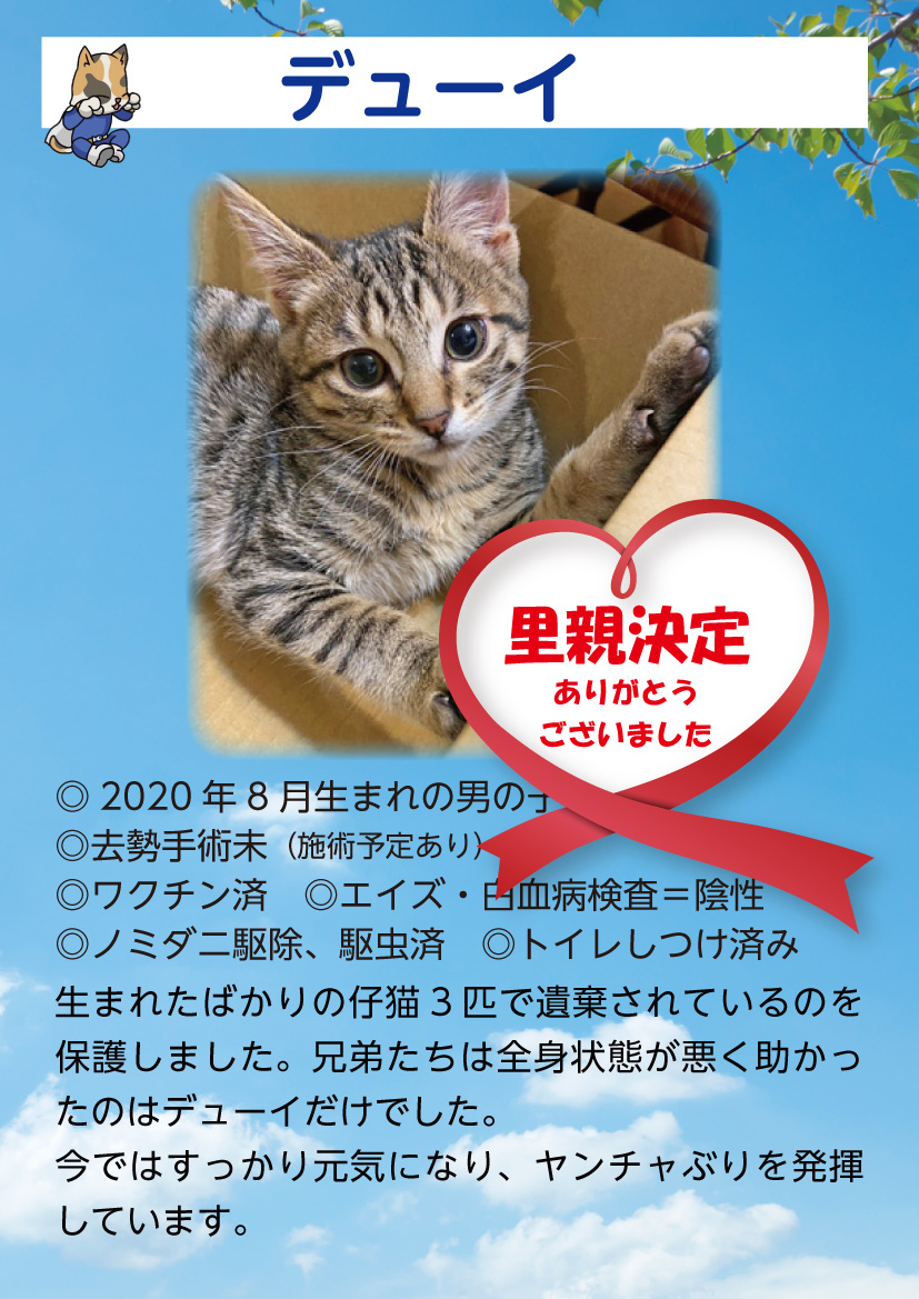 君津、保護猫