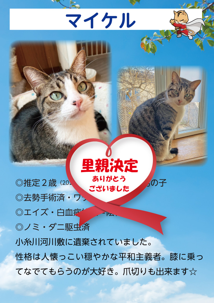 君津、保護猫