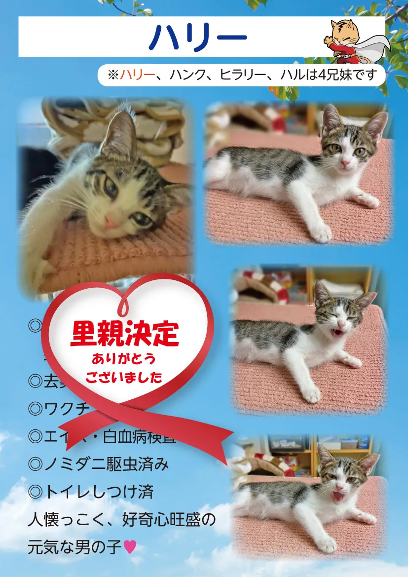 君津、保護猫