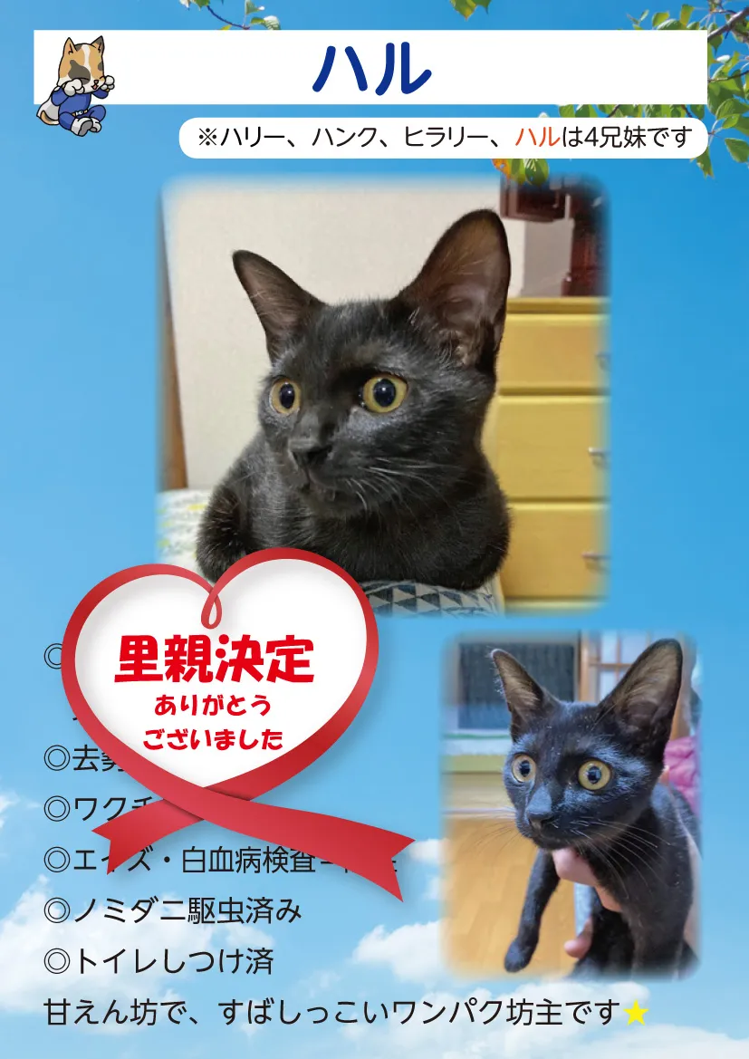 君津、保護猫