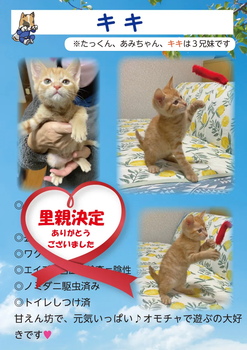 君津、保護猫