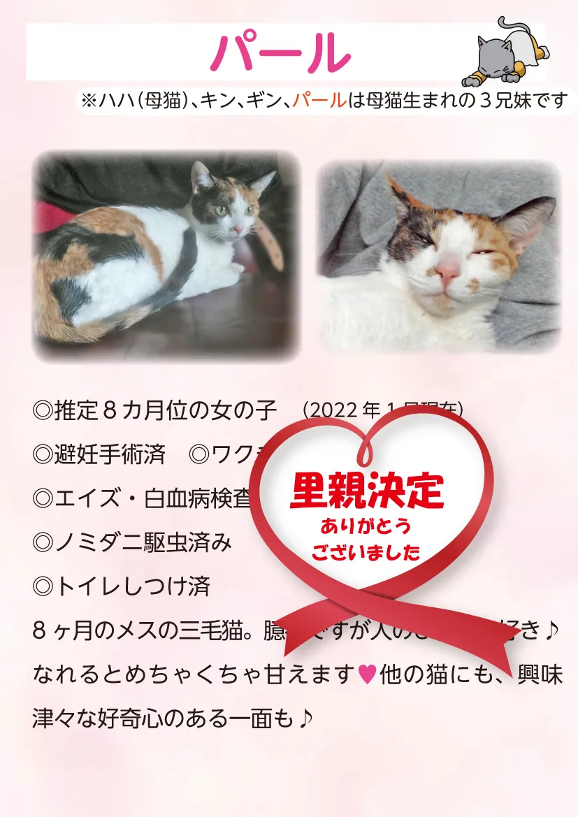 君津、保護猫