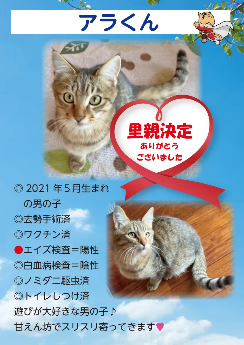 君津、保護猫