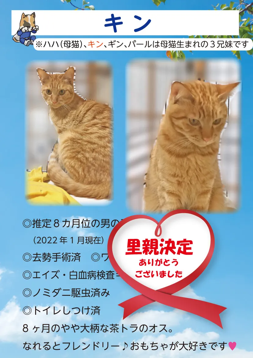 君津、保護猫