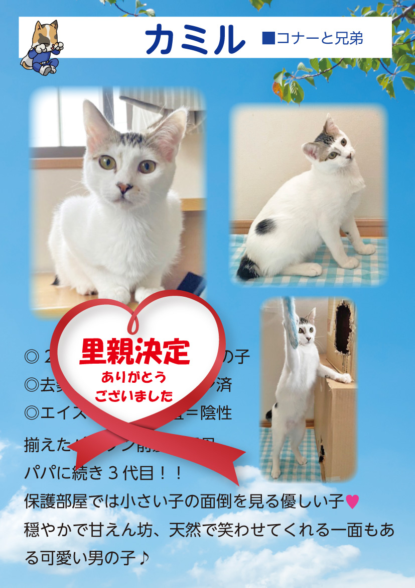 君津、保護猫