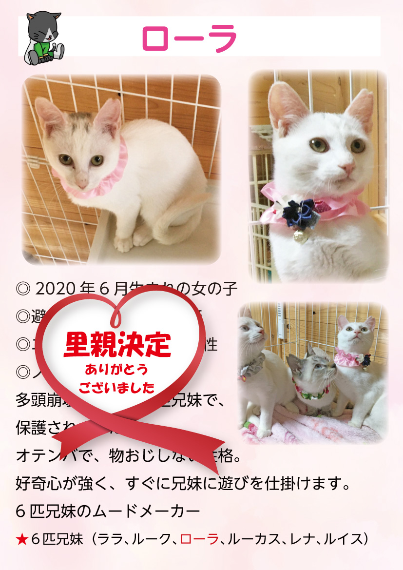 君津、保護猫