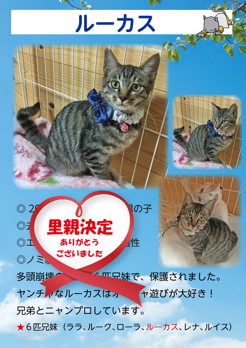 君津、保護猫
