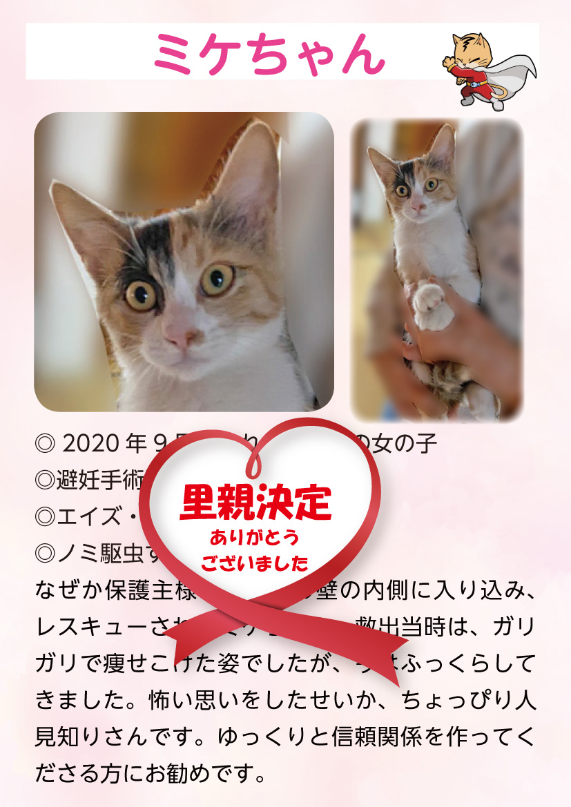 君津、保護猫