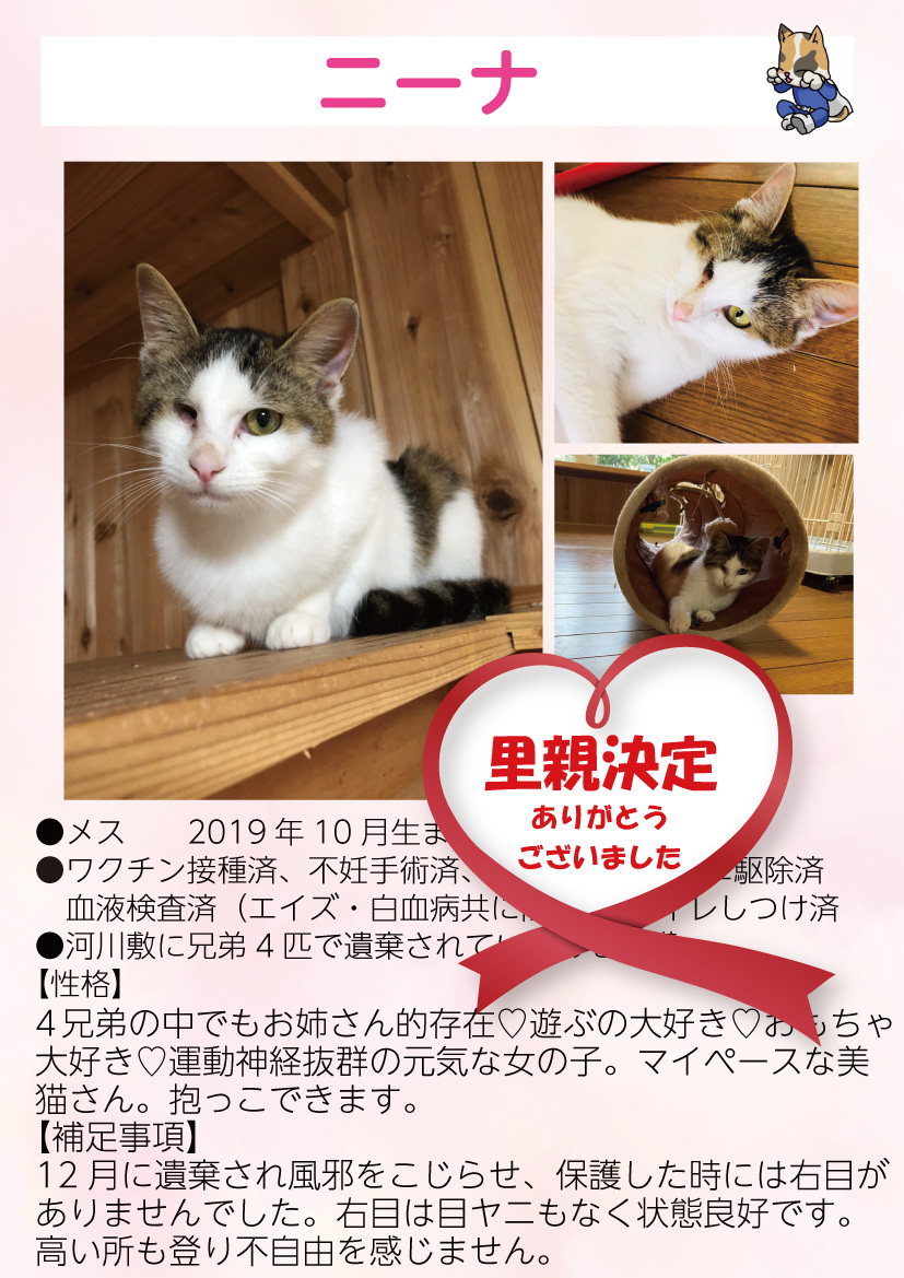 君津、保護猫