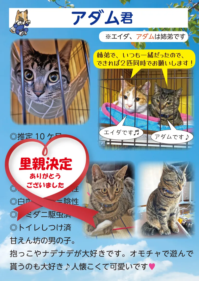 君津、保護猫