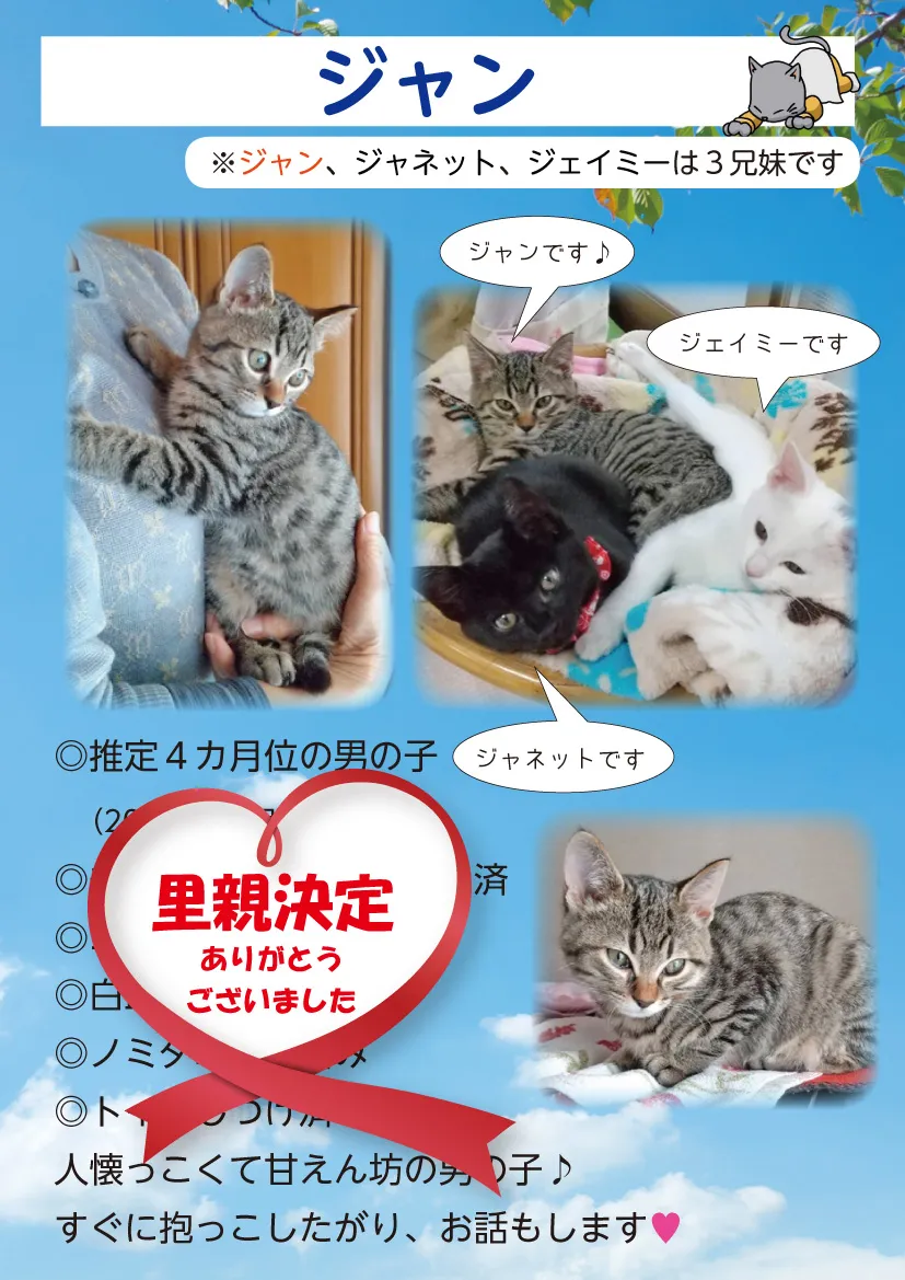 君津、保護猫