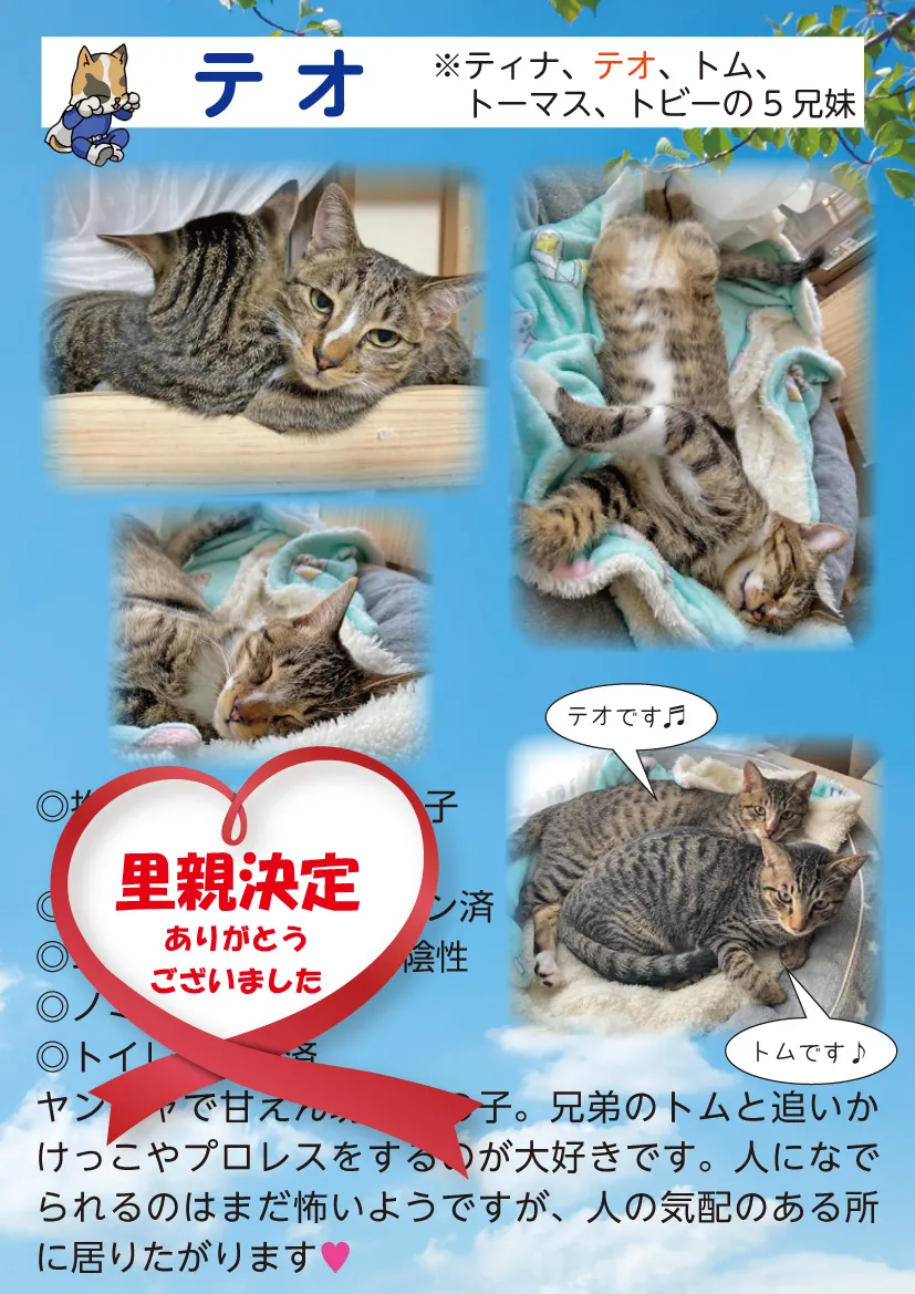 君津、保護猫