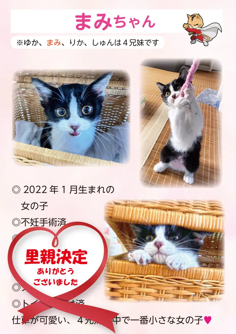 君津、保護猫