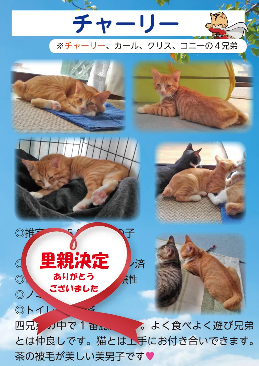 君津、保護猫