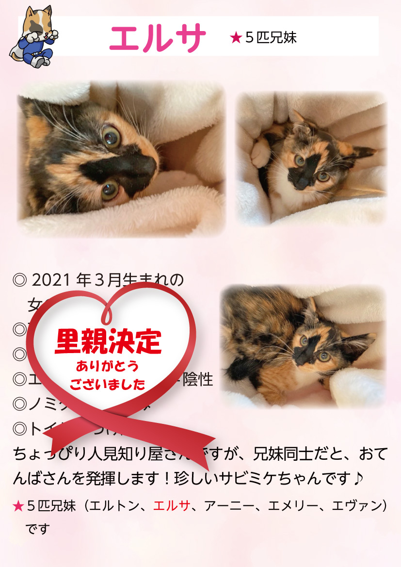 君津、保護猫