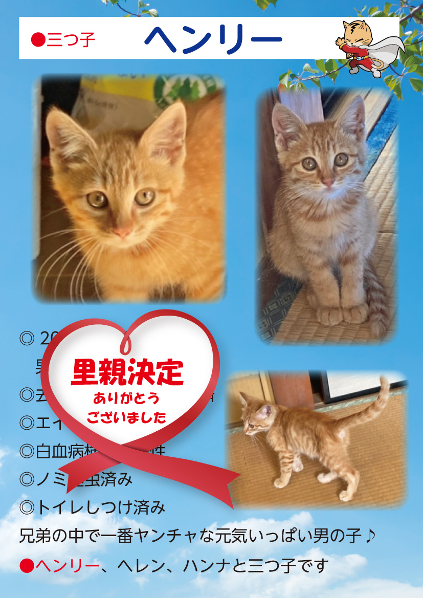 君津、保護猫