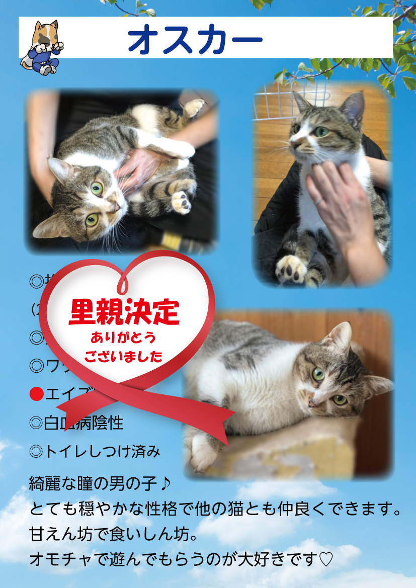 君津、保護猫