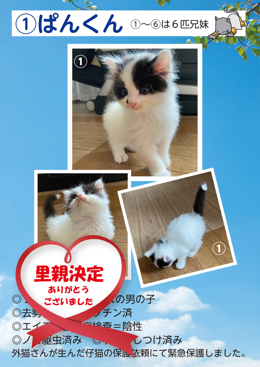 君津、保護猫