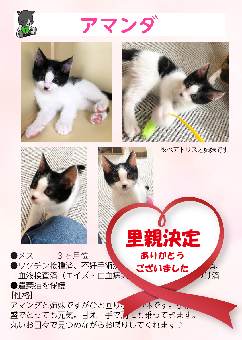 君津、保護猫
