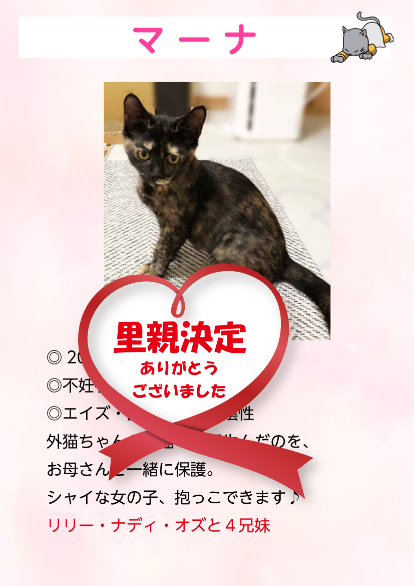 君津、保護猫