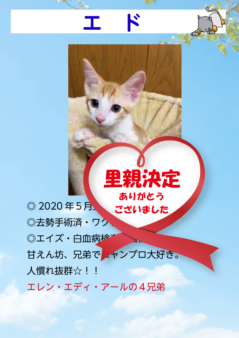 君津、保護猫