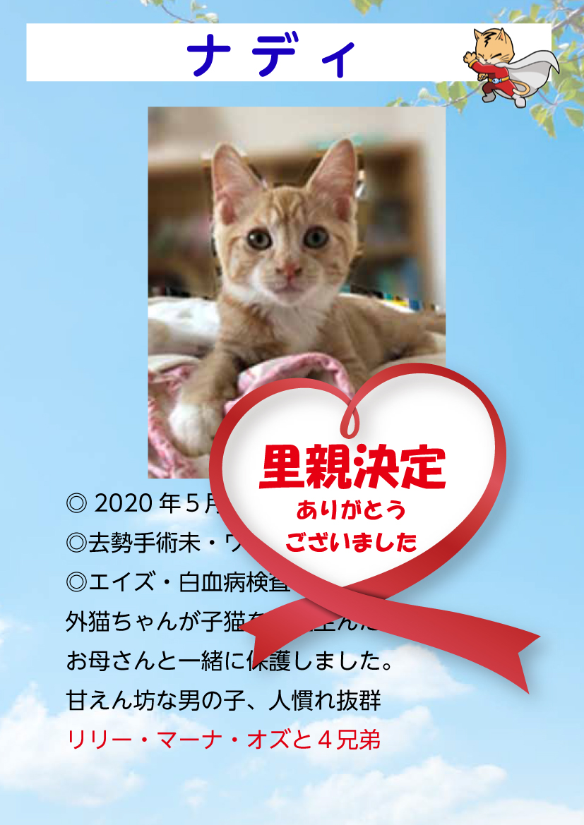 君津、保護猫