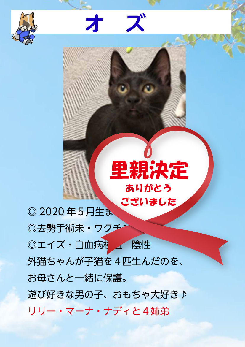 君津、保護猫