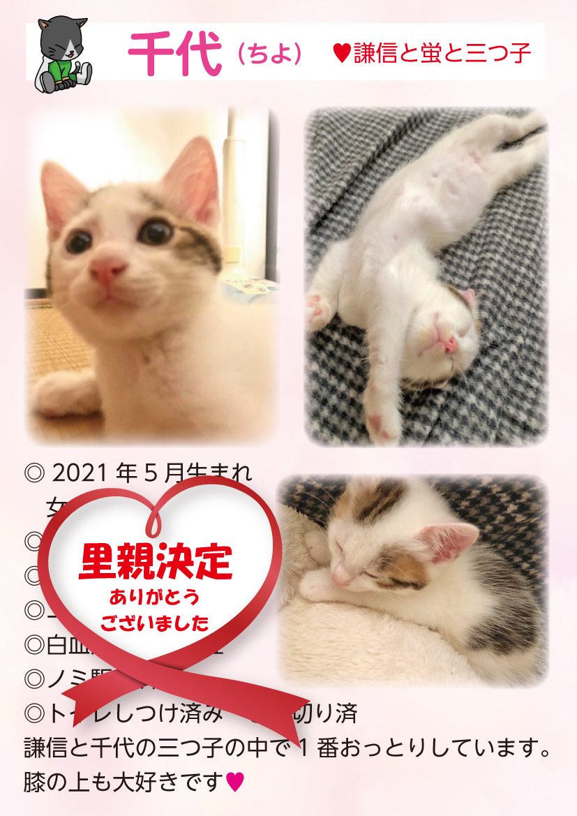 君津、保護猫
