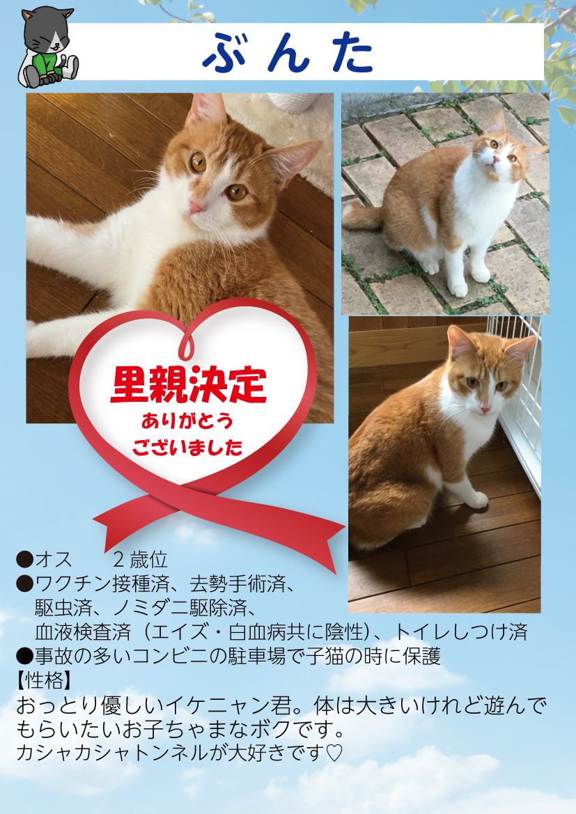 君津、保護猫