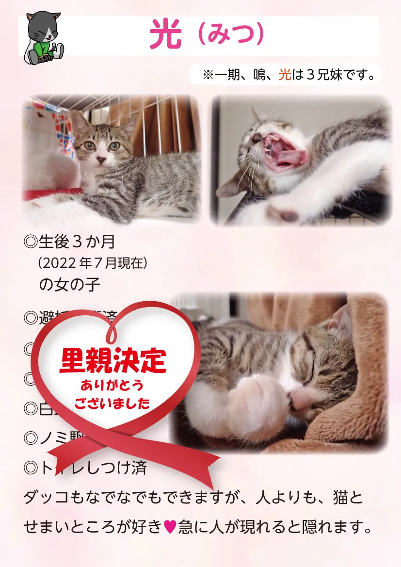 君津、保護猫