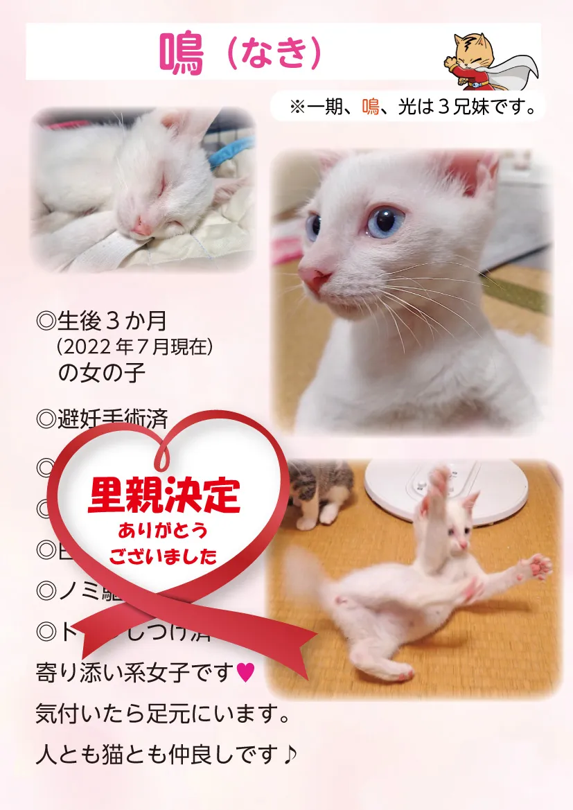 君津、保護猫