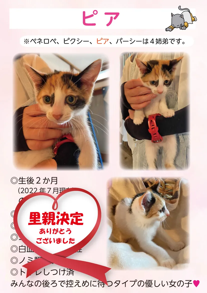 君津、保護猫
