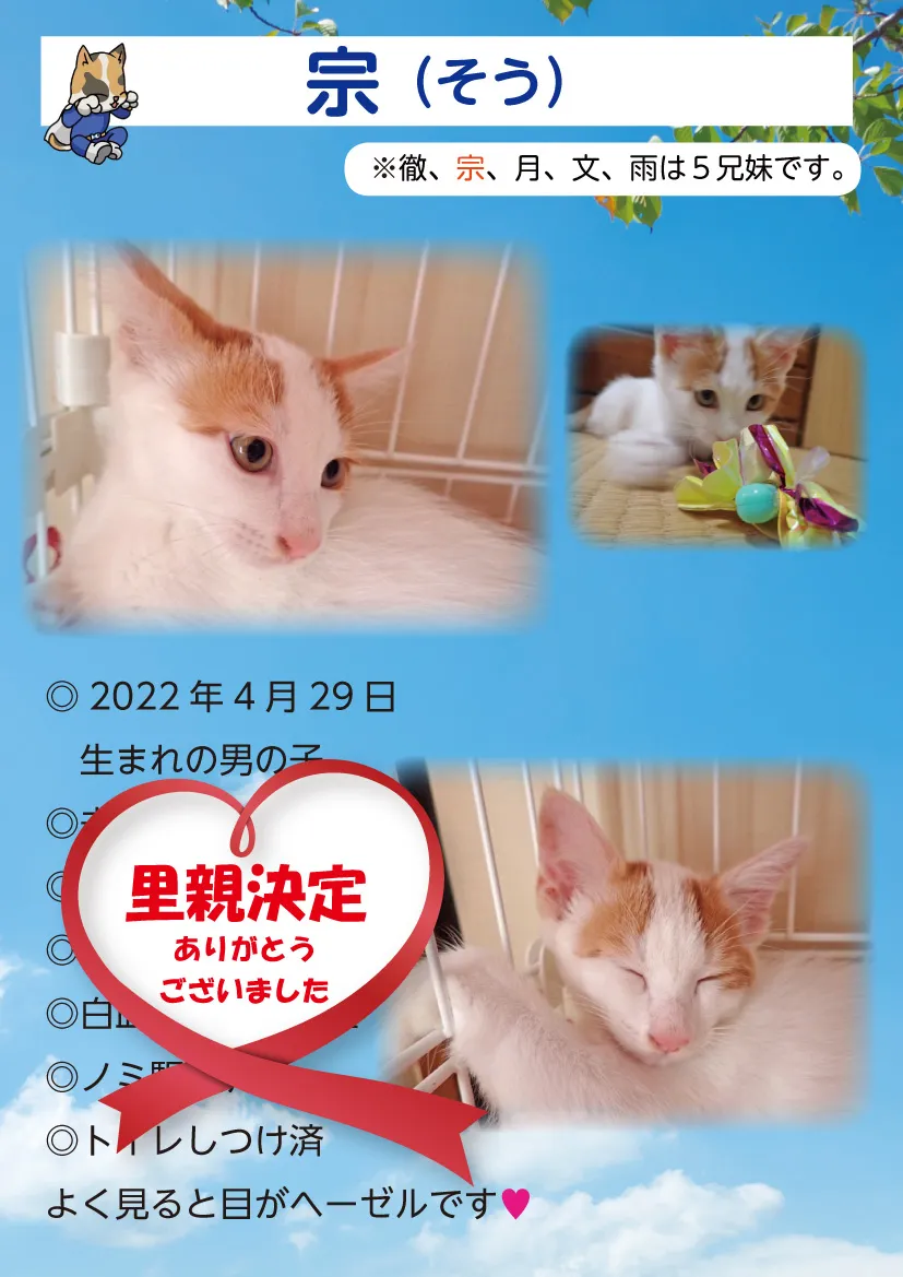 君津、保護猫