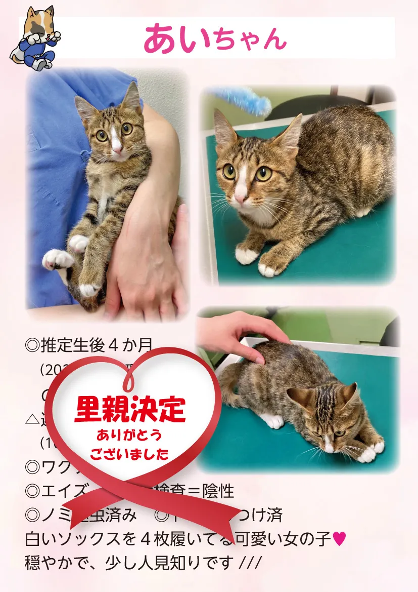 君津、保護猫