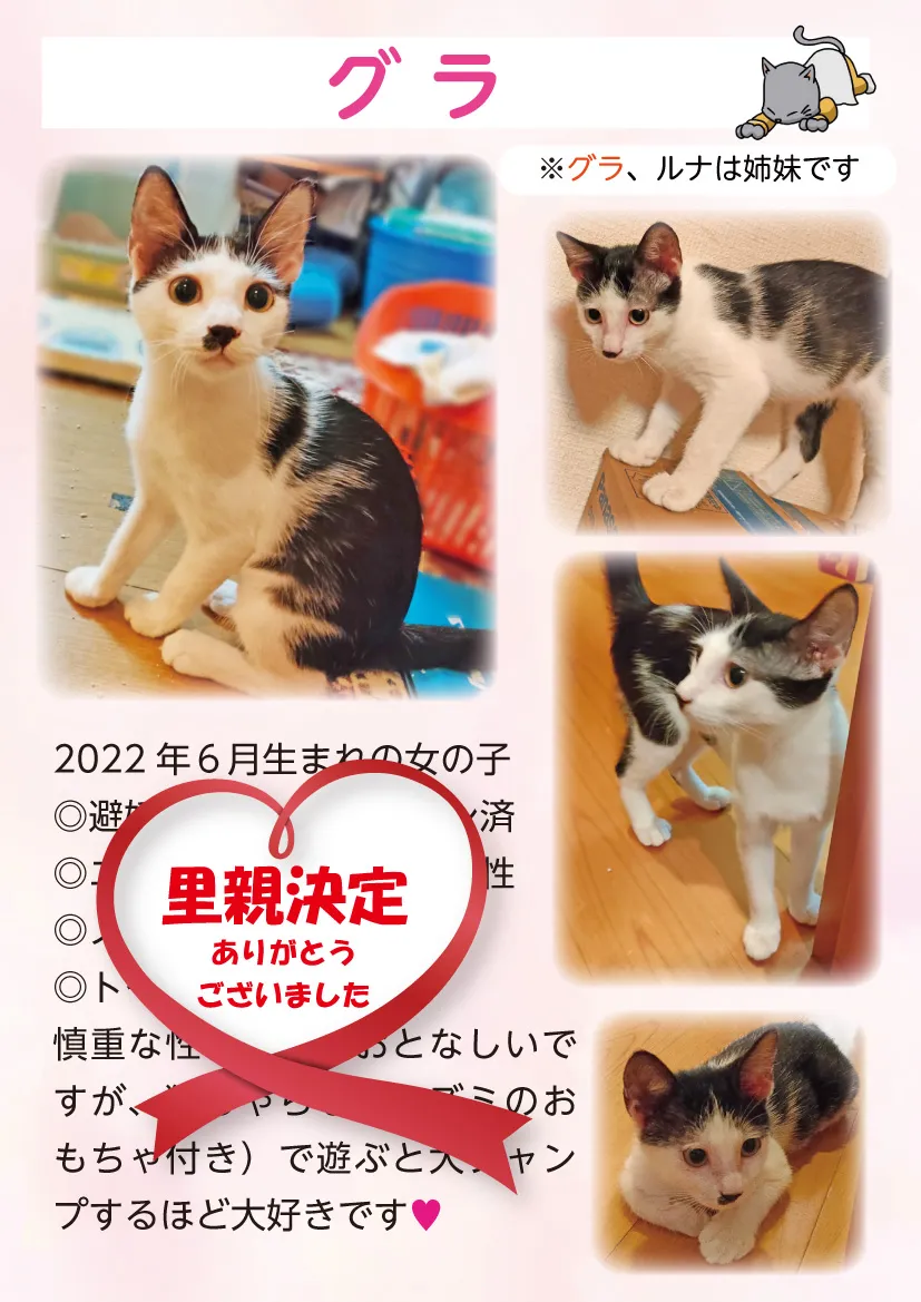 君津、保護猫