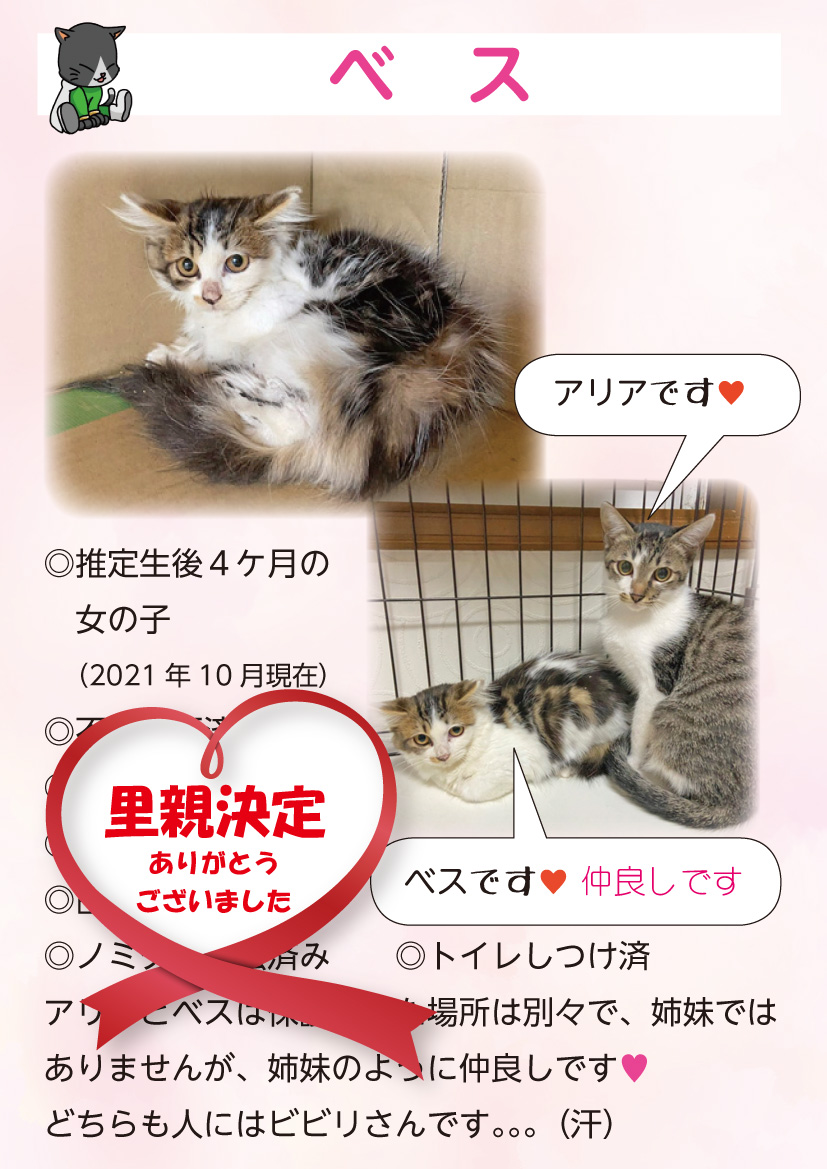 君津、保護猫