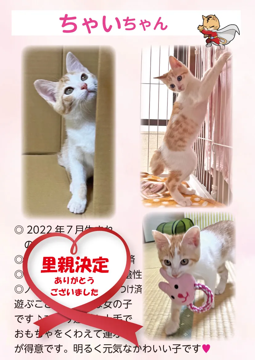 君津、保護猫