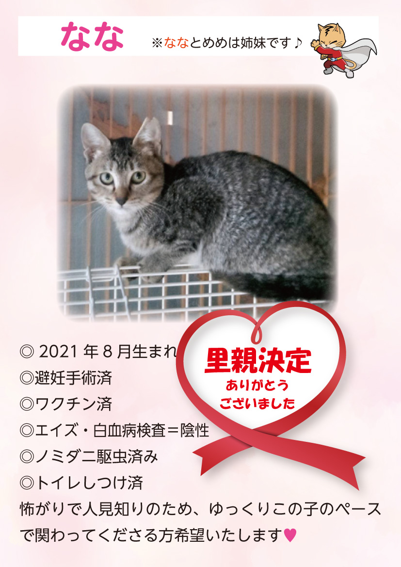 君津、保護猫