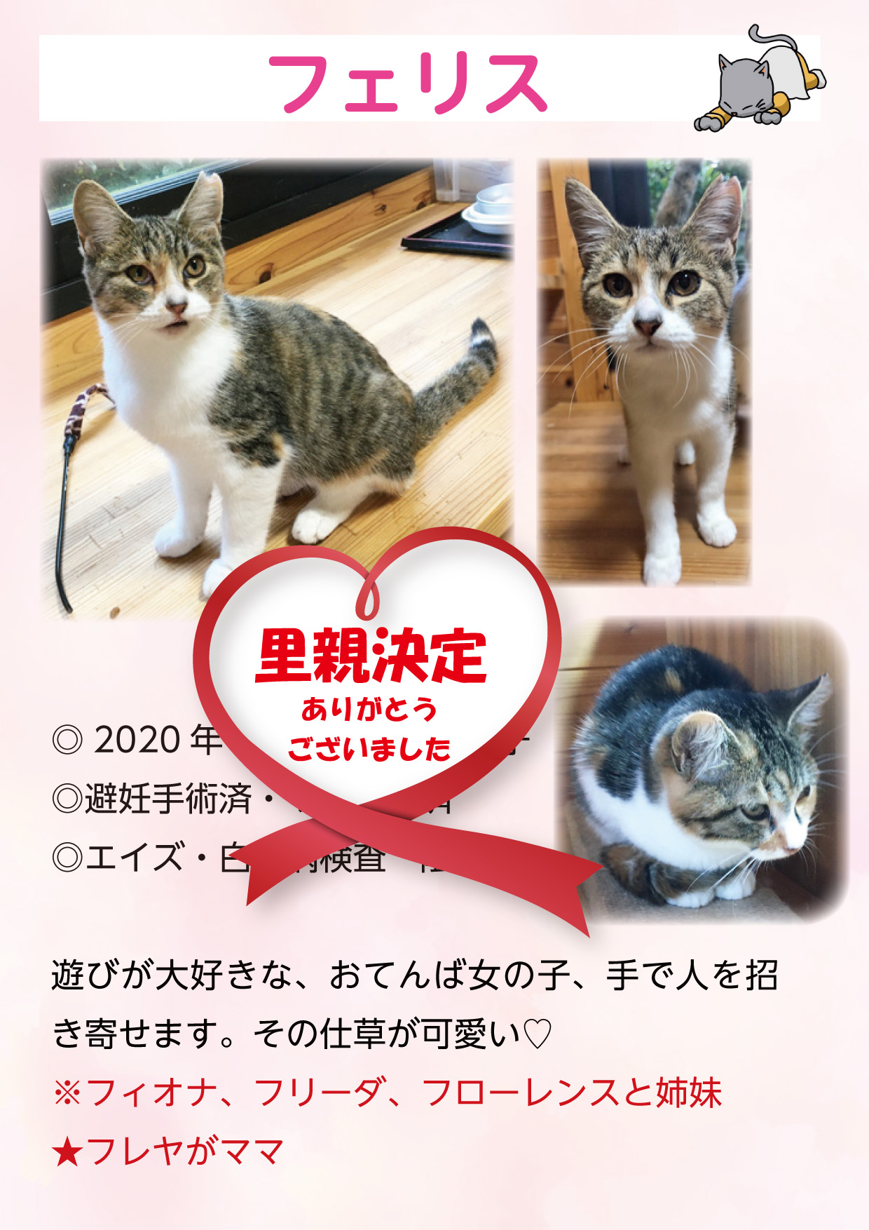 君津、保護猫
