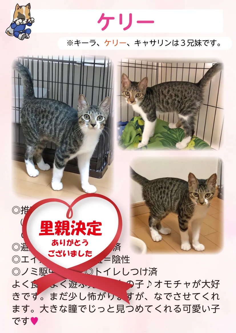 君津、保護猫