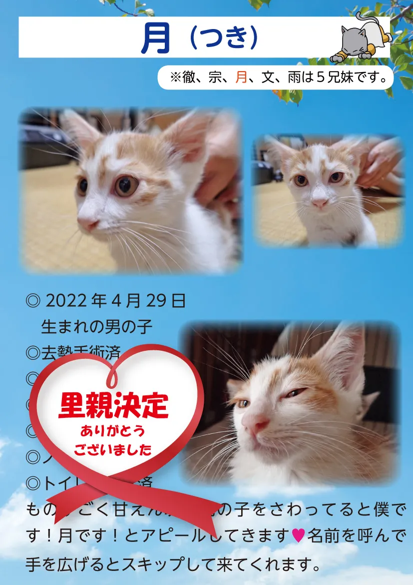 君津、保護猫