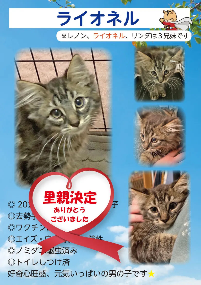 君津、保護猫