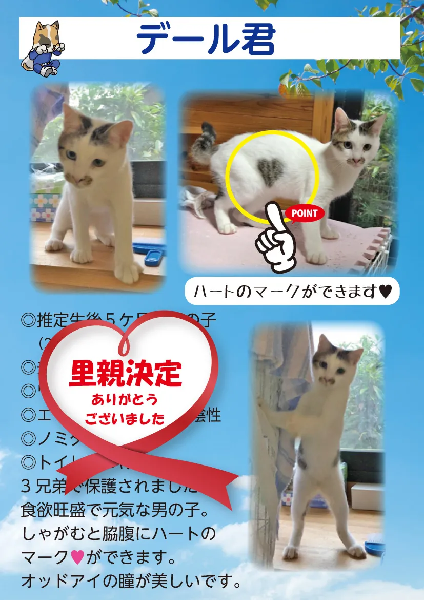 君津、保護猫