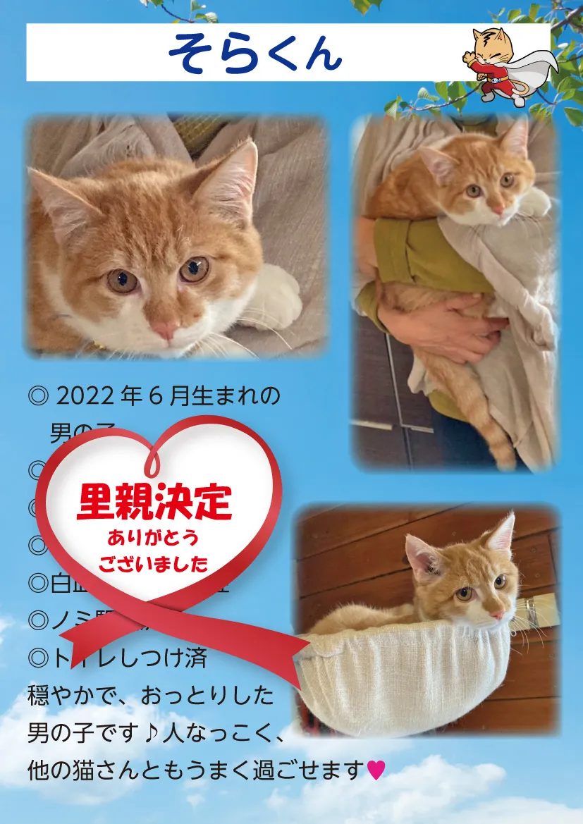 君津、保護猫
