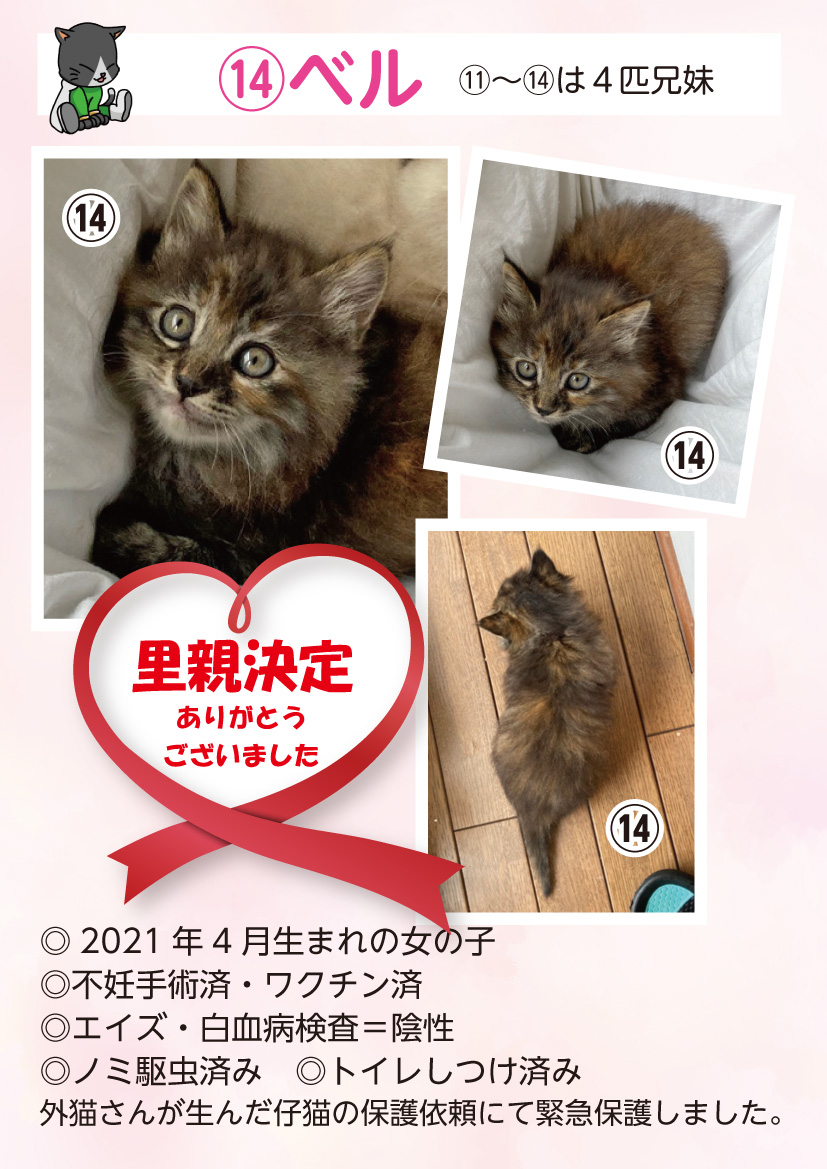 君津、保護猫