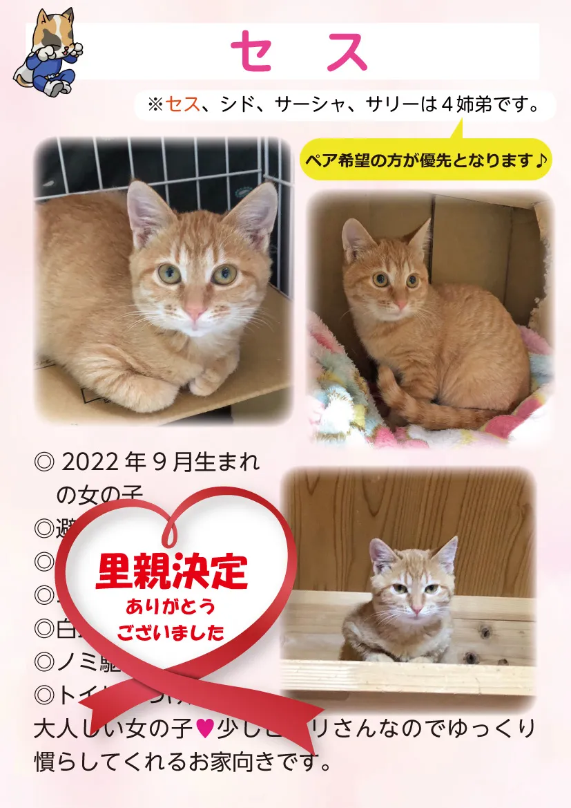 君津、保護猫